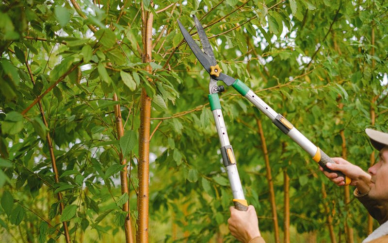 Tree trimming in Reed, KY